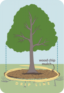 Mature tree watering diagram drip-line Sac Tree